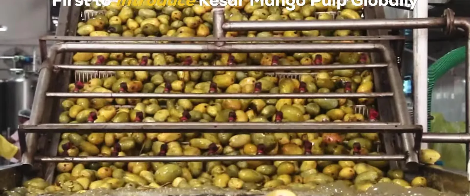 Fruits fraîchement livrés, triés et lavés à la zone de réception de Bardoli